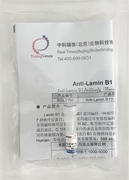 Anti-Lamin B1抗體（兔單抗）